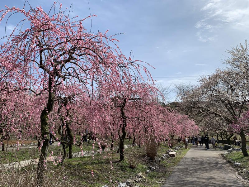 🌸 이나베시 농업공원 이미지 9